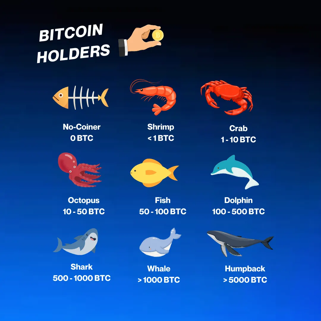Illustrazione che classifica i possessori di Bitcoin con animali marini in base alla quantità posseduta
